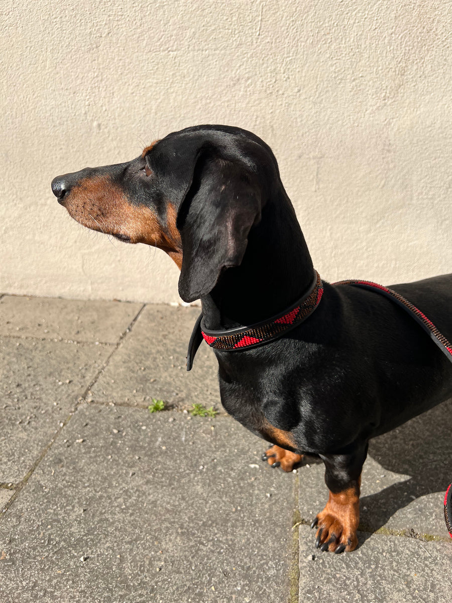 Dachshund leash clearance