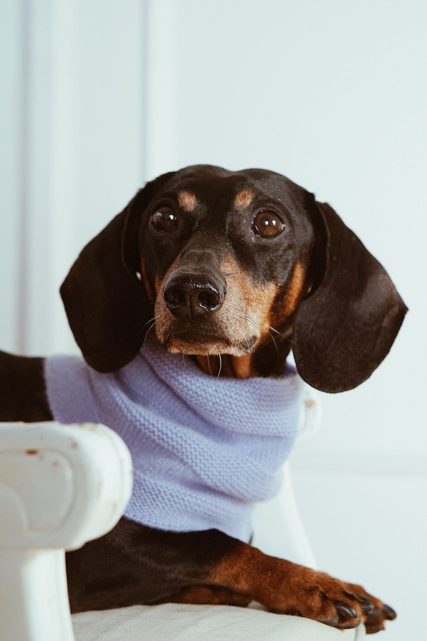 Cashmere scarf loops dog knitwear