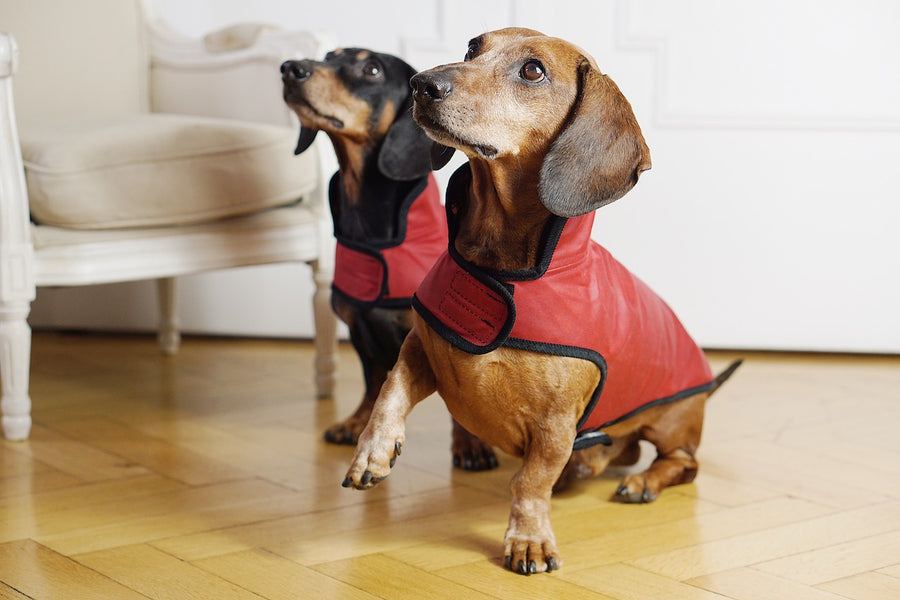 Dachshund wearing red dog coat