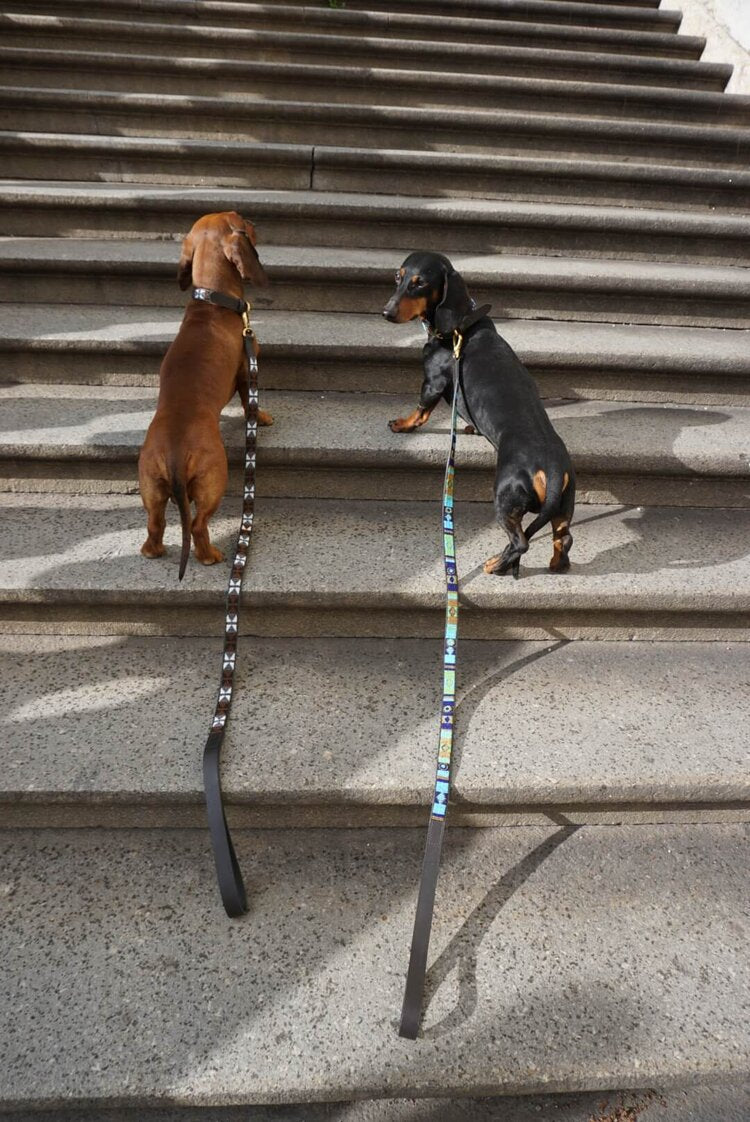 Dog lead Venice
