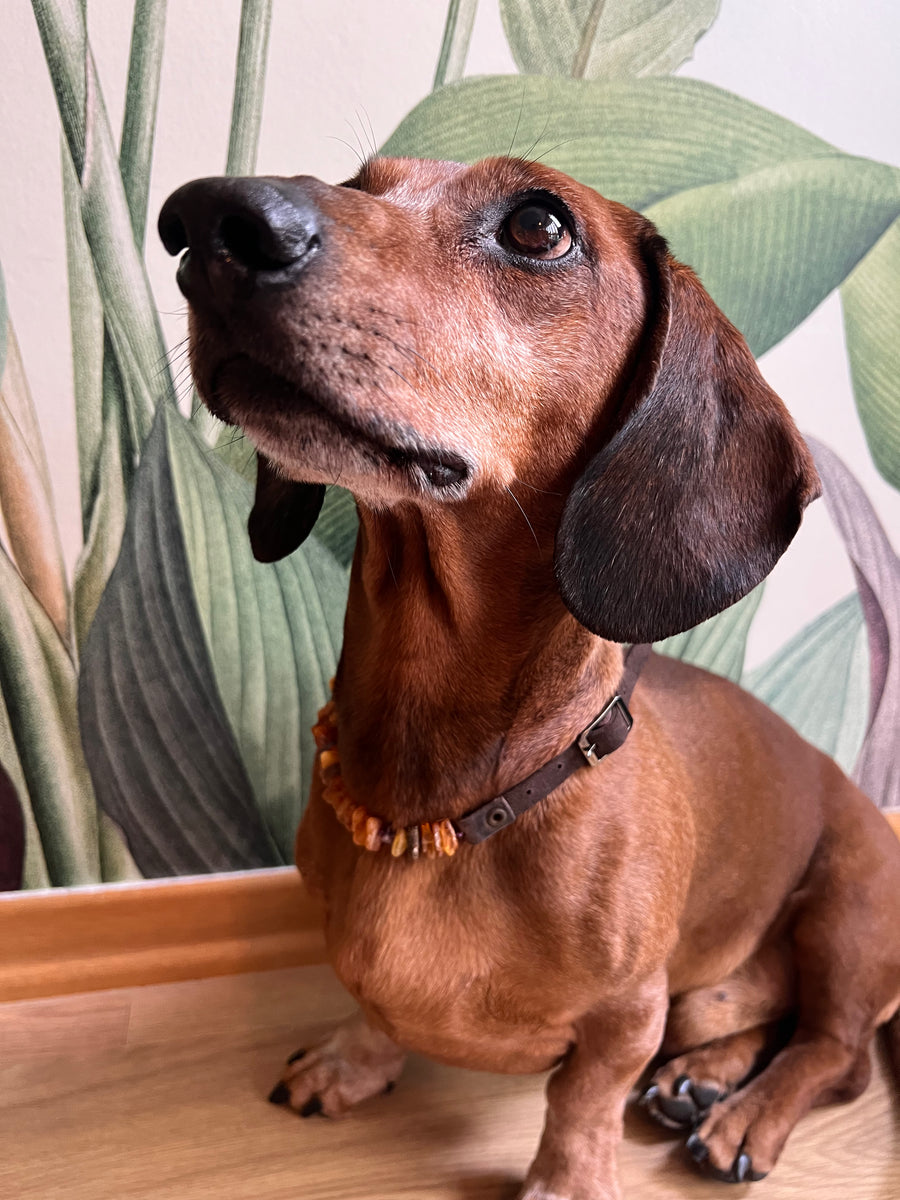 Honey Amber dog necklace with Amethyst and leather closure